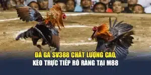 Đá Gà Sv388 Chất Lượng Cao, Kèo Trực Tiếp Rõ Ràng Tại M88