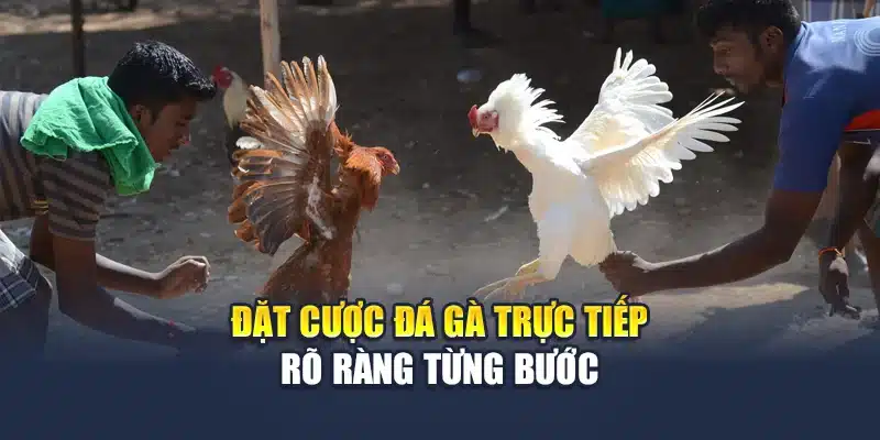 Đá Gà Trực Tiếp Sắc Nét, Tỷ Lệ Minh Bạch Mới Nhất Tại M88 2 Đặt cược đá gà trực tiếp rõ ràng từng bước