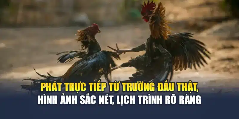 Đá Gà Cựa Dao Thái Lan Truyền Hình Sắc Nét Tại M88 1 Phát trực tiếp từ trường đấu thật, hình ảnh sắc nét, lịch trình rõ ràng